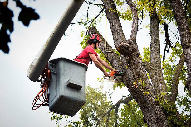 Best Palm Tree Trimming  in Seabrook, MD