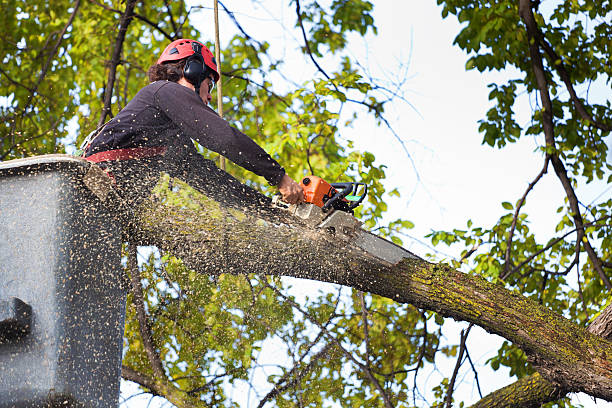 Best Lawn Dethatching Services  in Seabrook, MD